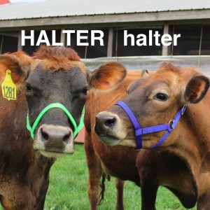 TG0511 Halter for cattle, S/M/L/XL size/10 pieces