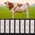 TG0513B  cow pregnancy test kit