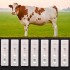 TG0513 cow pregnancy test kit