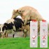 TG0513B  cow pregnancy test kit